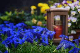 Friedhof Lampe Blumen