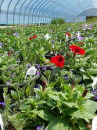 Pflanzen Blumen im Gewächshaus